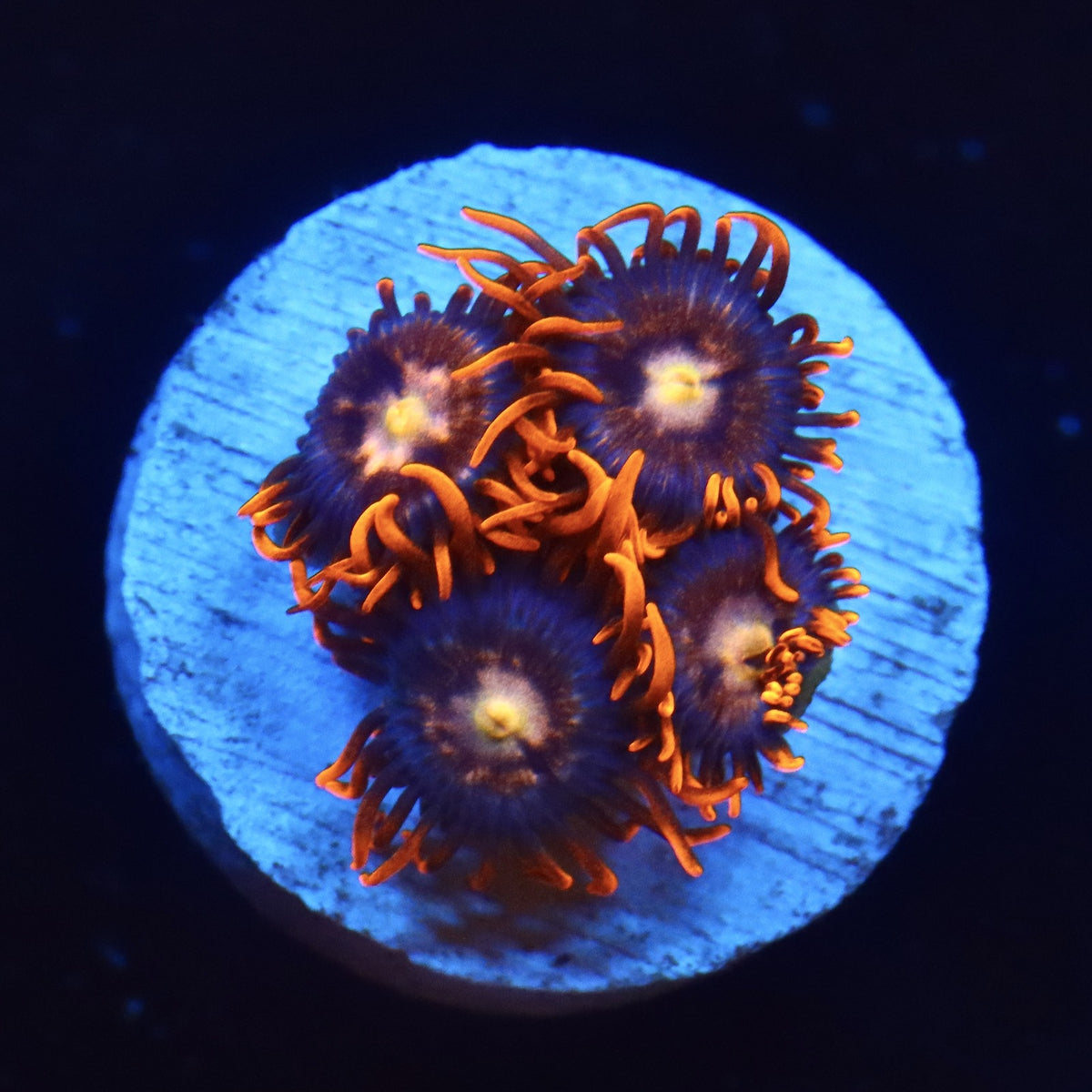 Fire and Ice Zoanthid Almost WYSIWYG