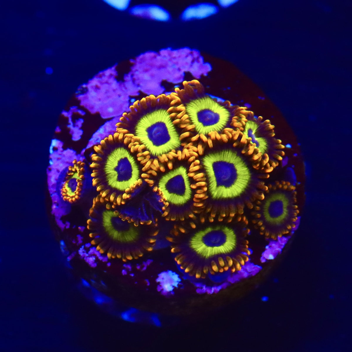 Fruit Loops Zoa Almost WYSIWYG