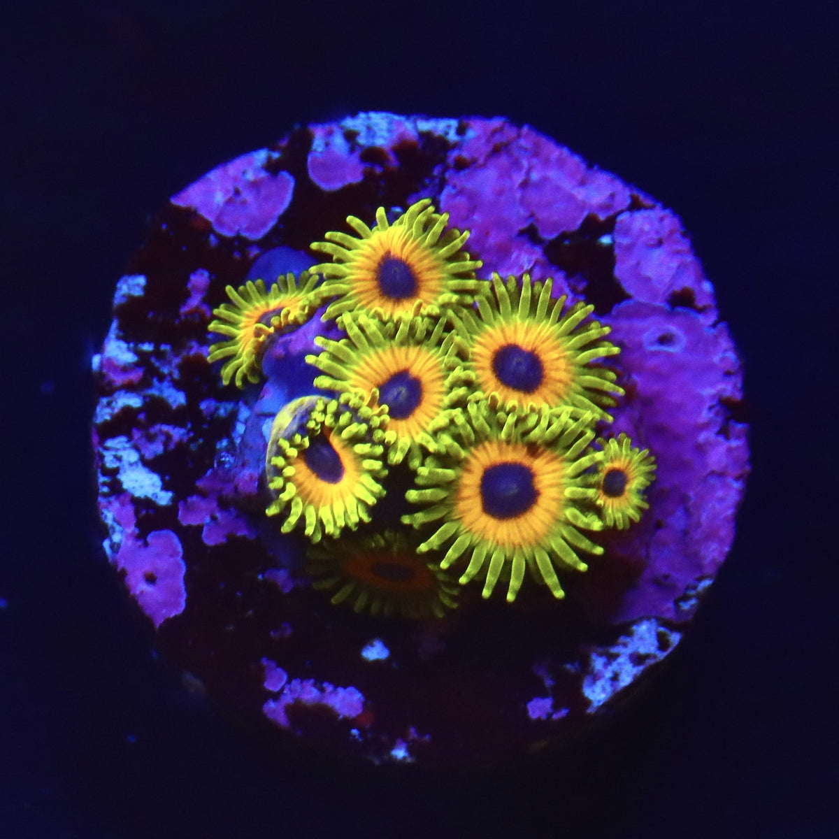 Great Owl Zoa Almost WYSIWYG