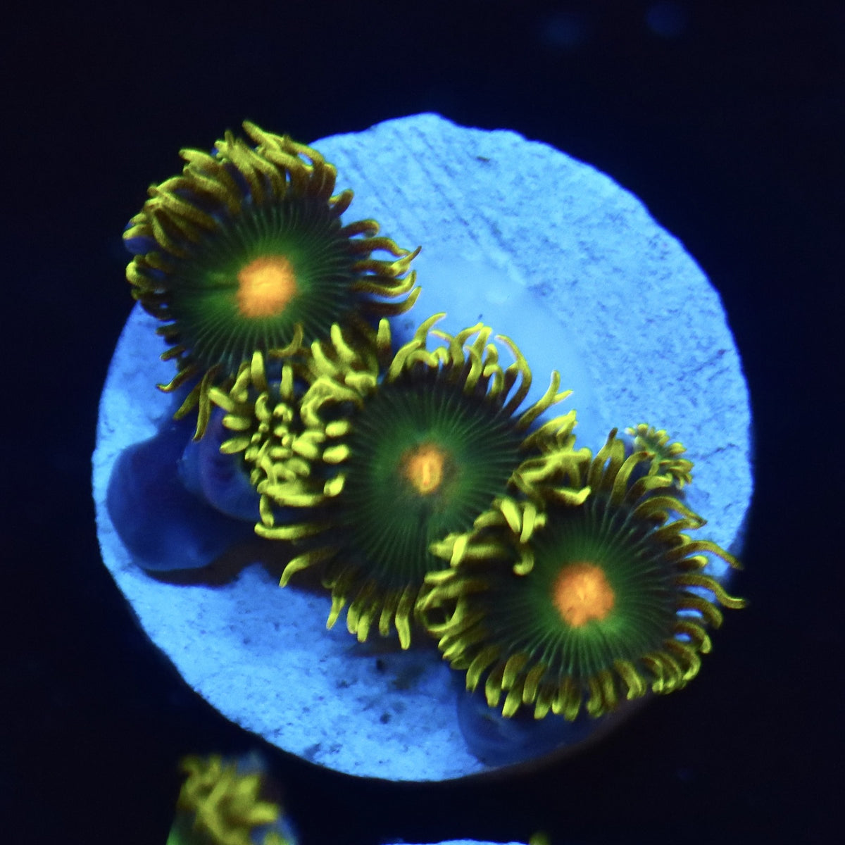 Green Bay Packers Zoa Almost WYSIWYG