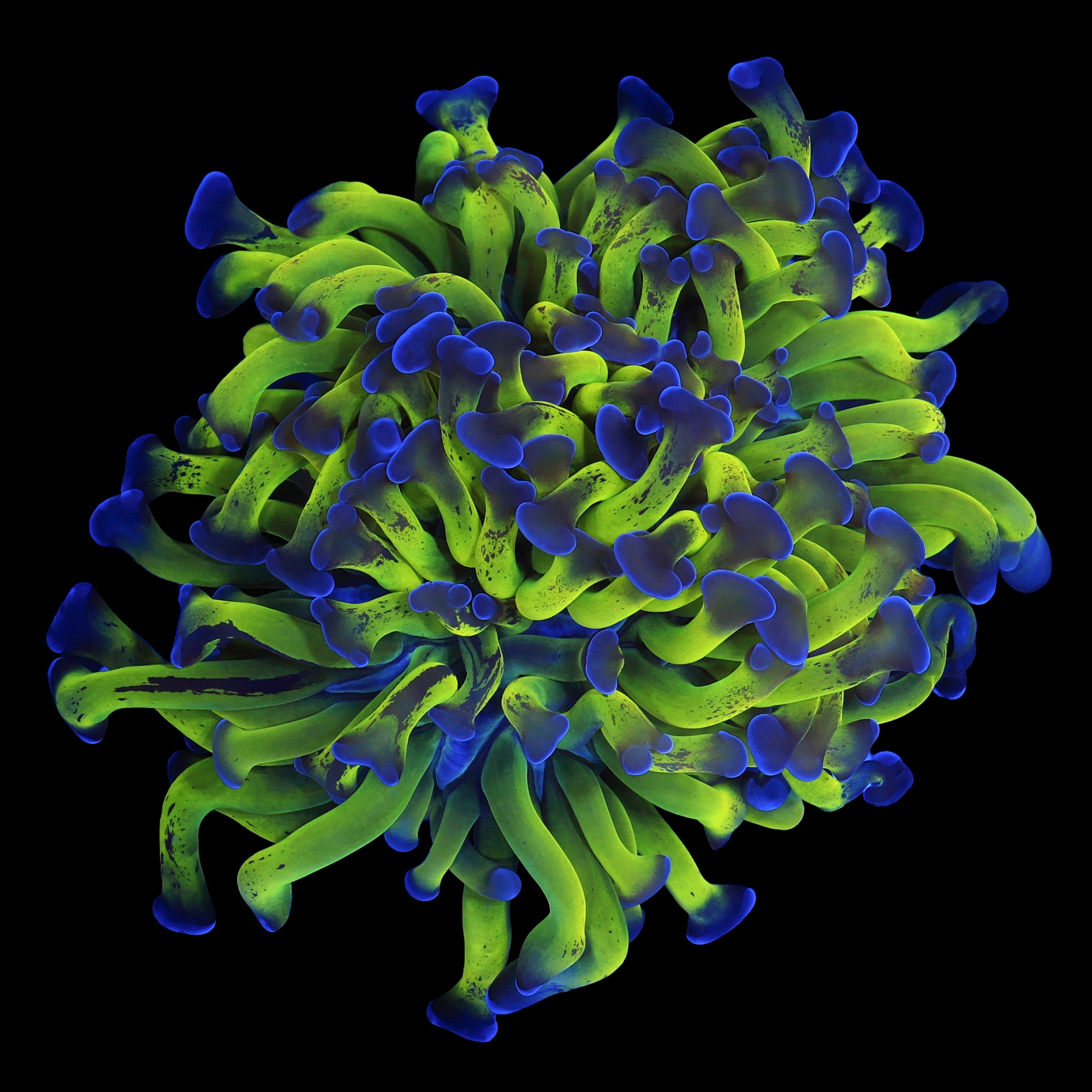 Blue Tip Branching Hammer