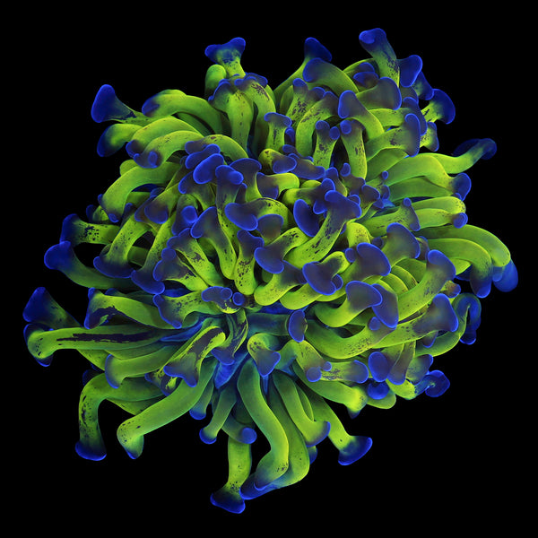 Blue Tip Branching Hammer
