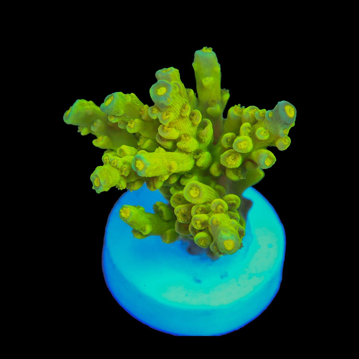 Highlighter Tenius Acro