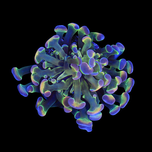 Branching Hologram Hammer