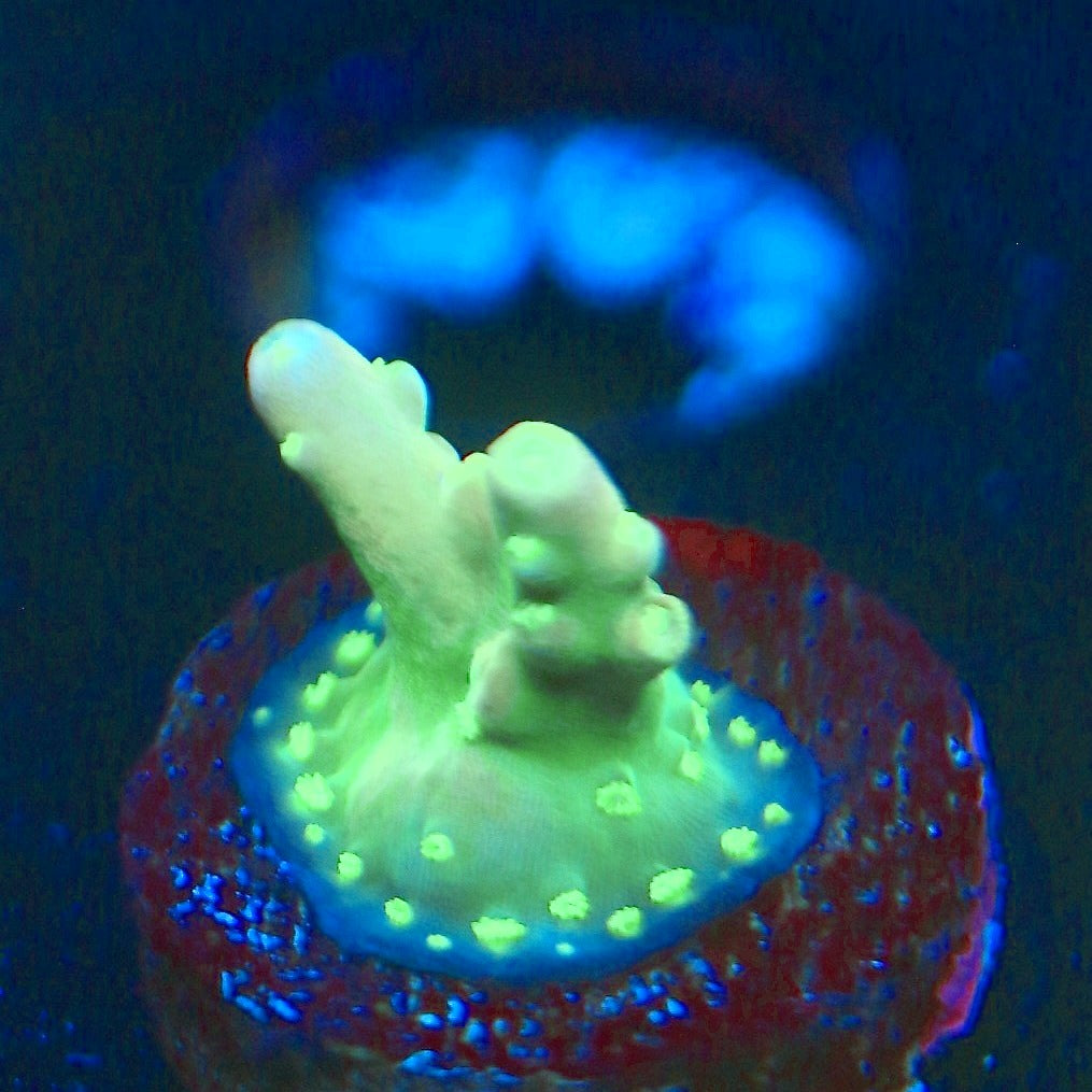 CCH Icarus Acro