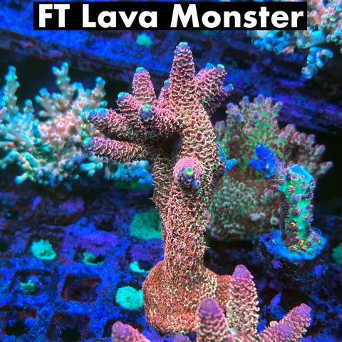 FarmerTy Lava Monster