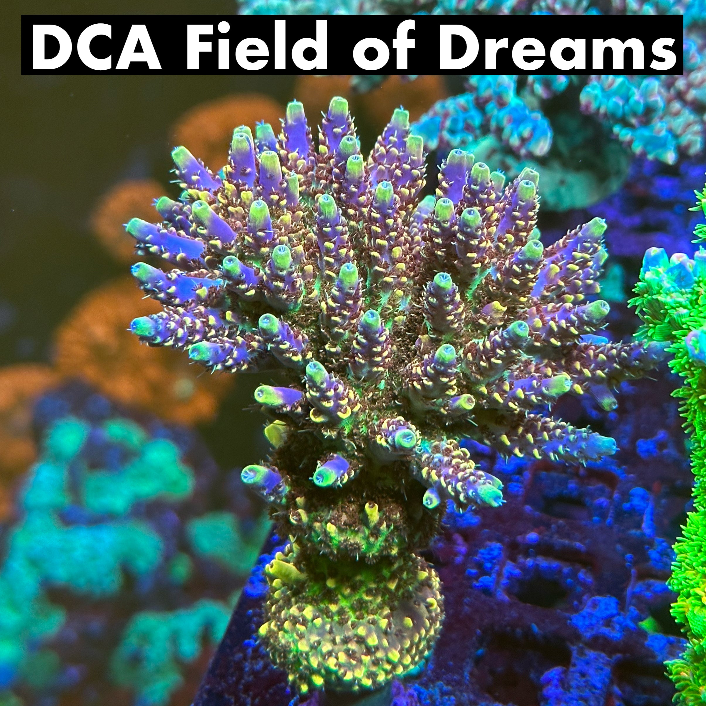 DCA Field of Dreams 50% off (3 month delay)