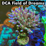 DCA Field of Dreams