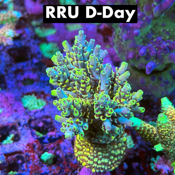 RRU D-Day