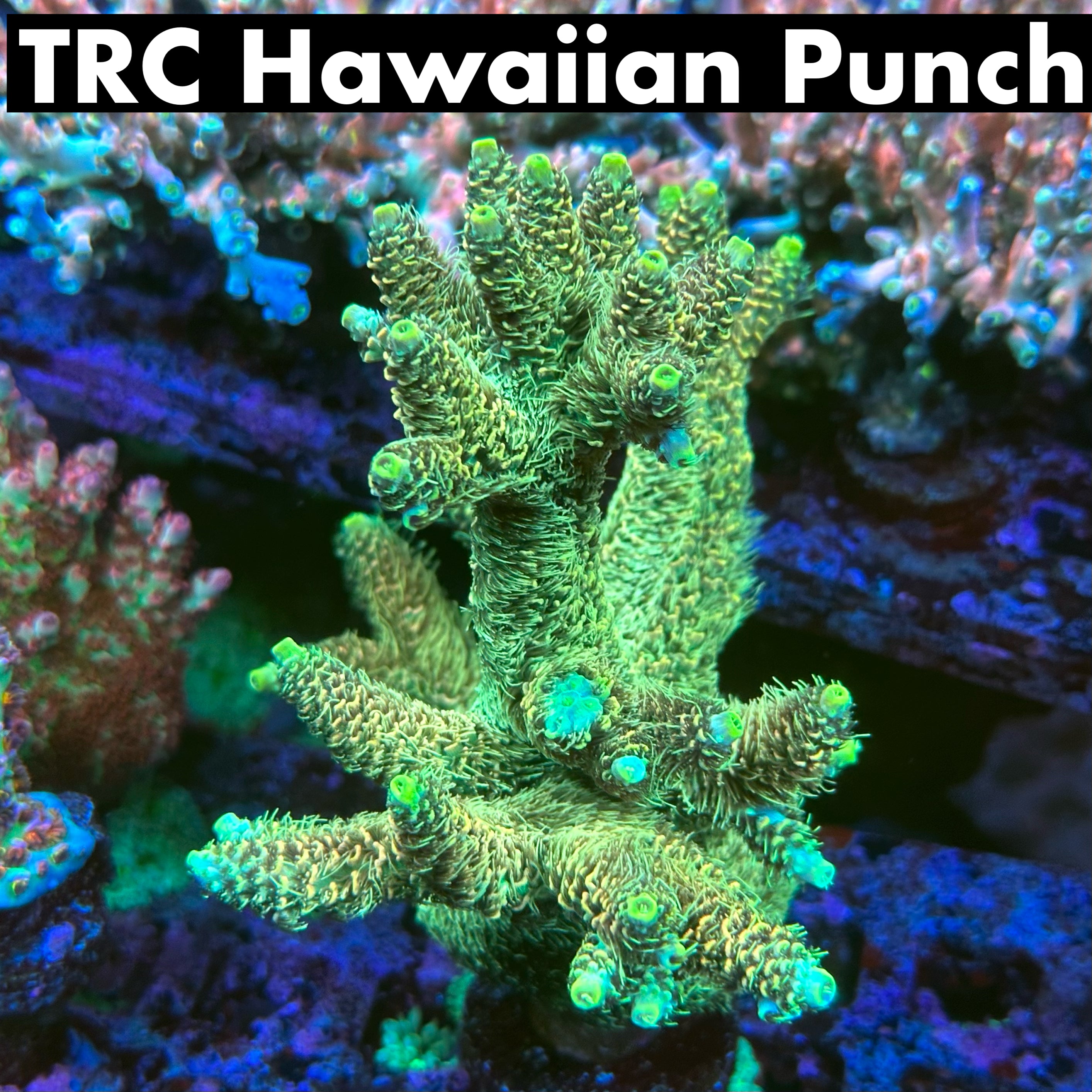 TRC Hawaiian Punch 50% off (3 month delay)