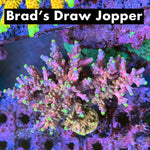 Brad’s Draw Jopper