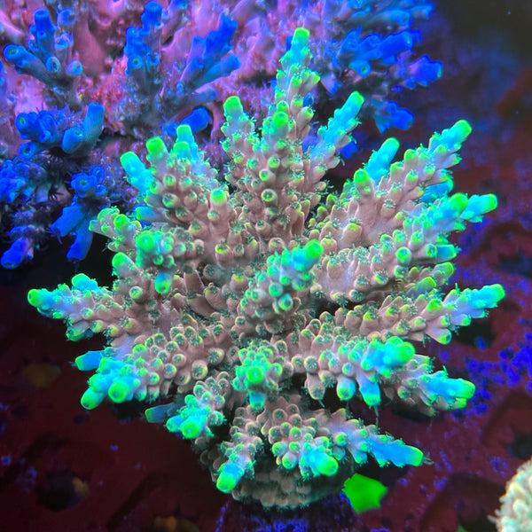TRC King Fiji