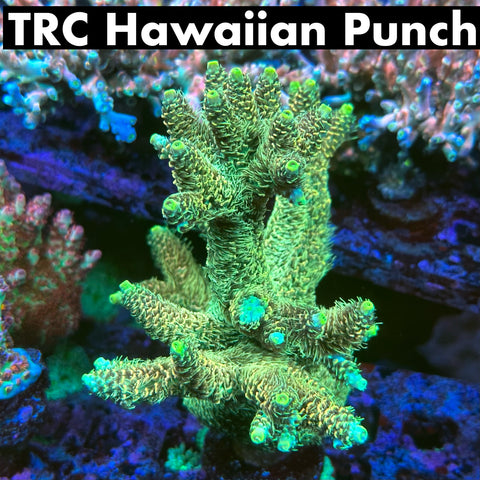 TRC Hawaiian Punch Black Friday