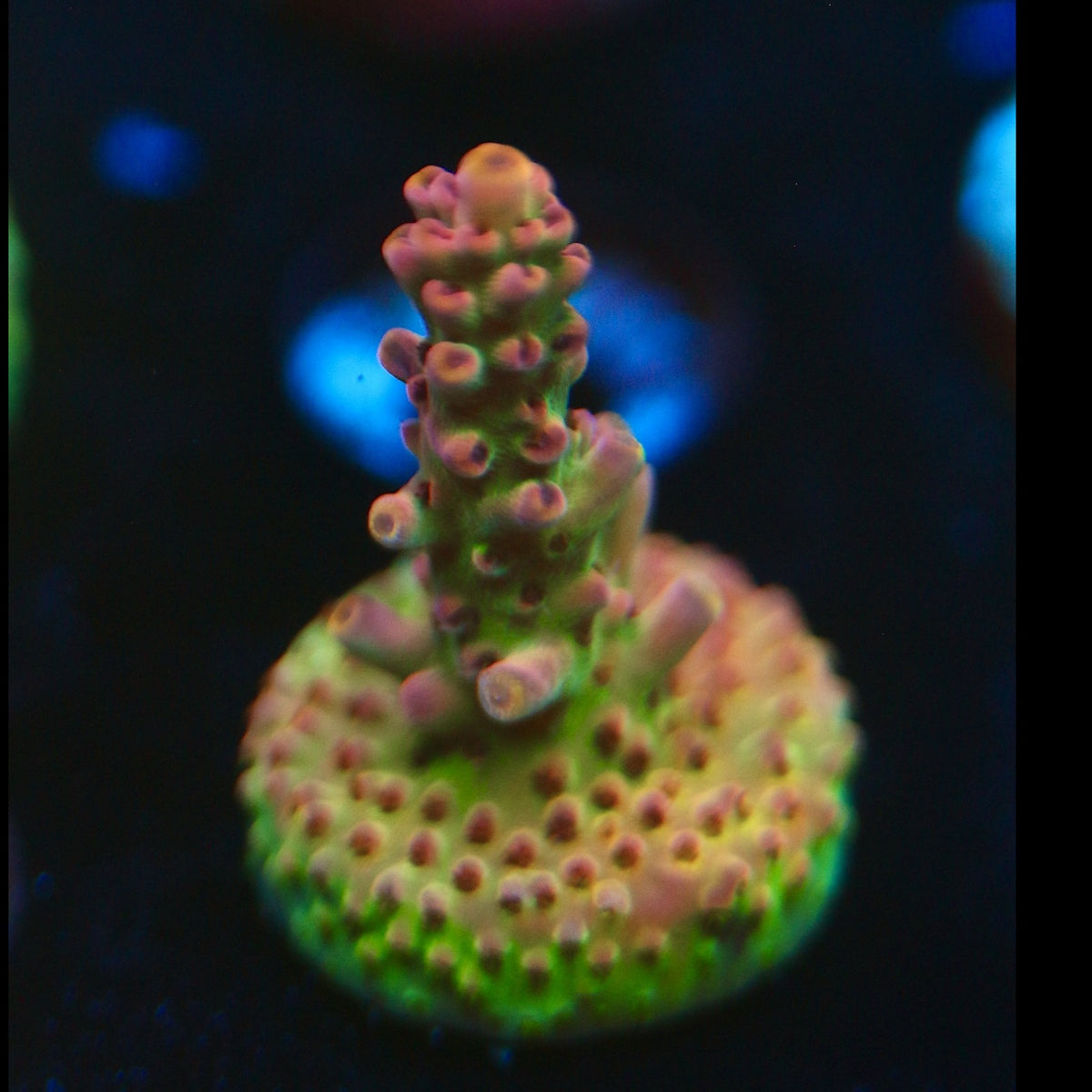 RMF Jared’s Bubbleyum Acro