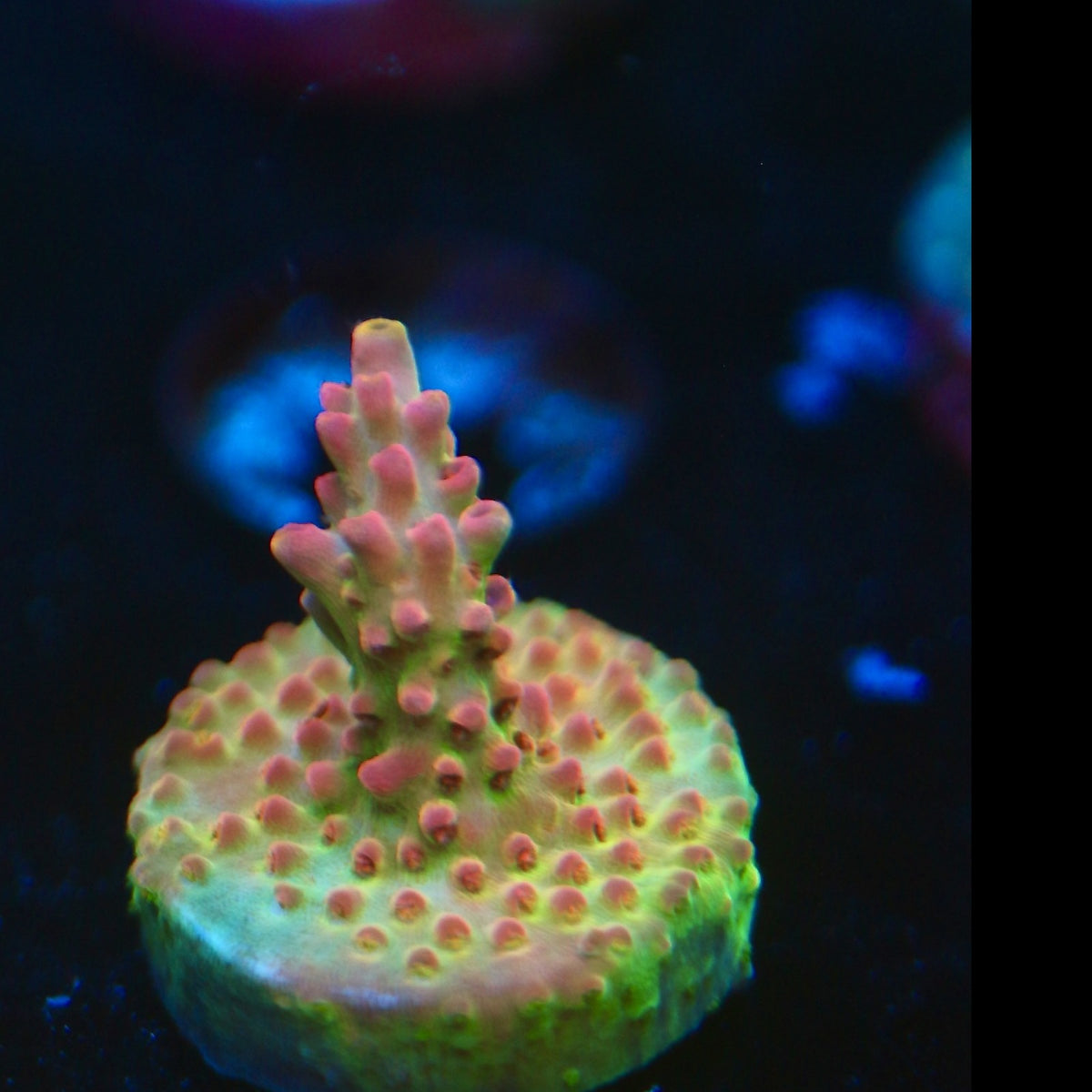 RMF Jared’s Bubbleyum Acro