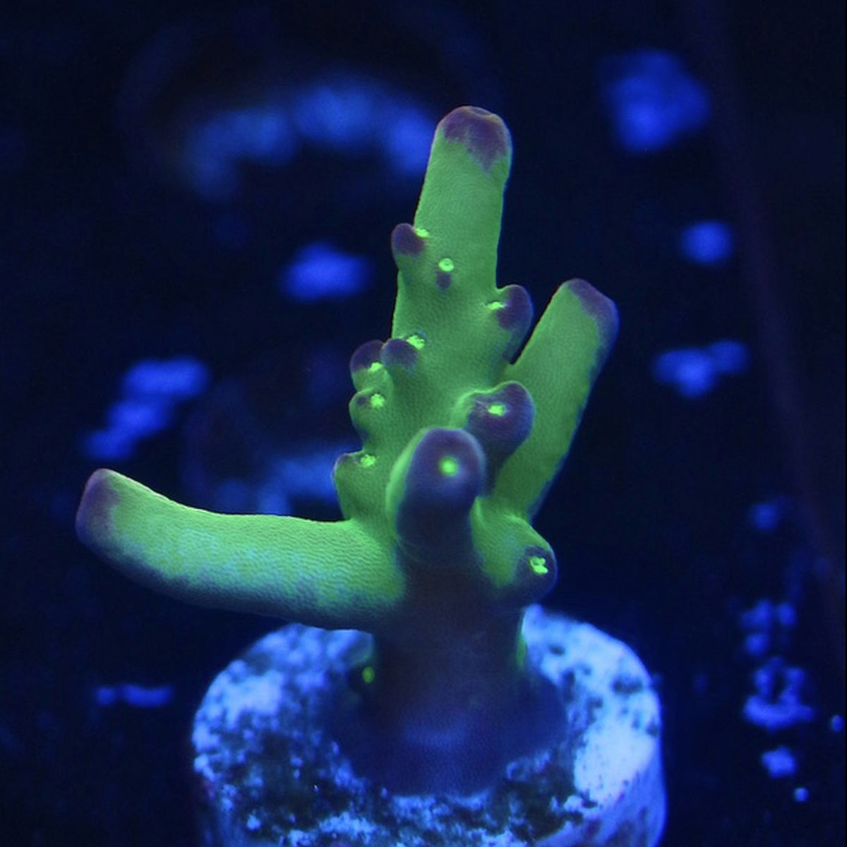 JF Fantasy Island Acro