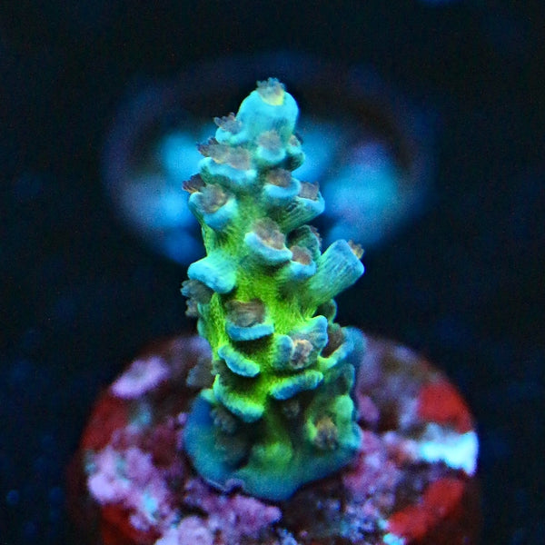 JF Jolt Acro