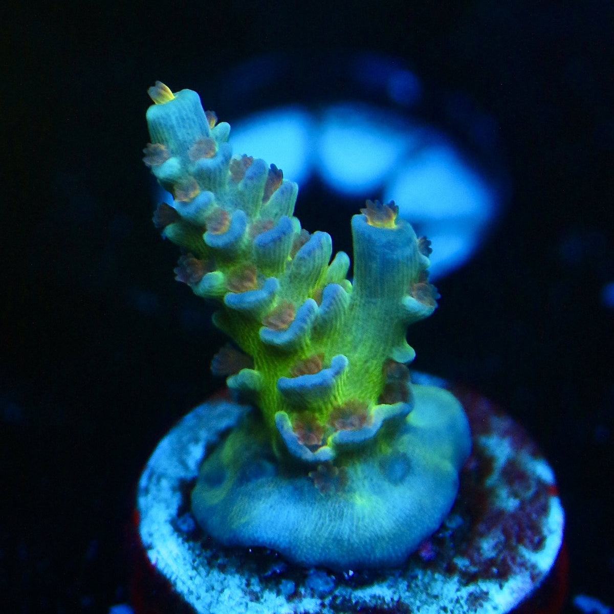 JF Jolt Acro