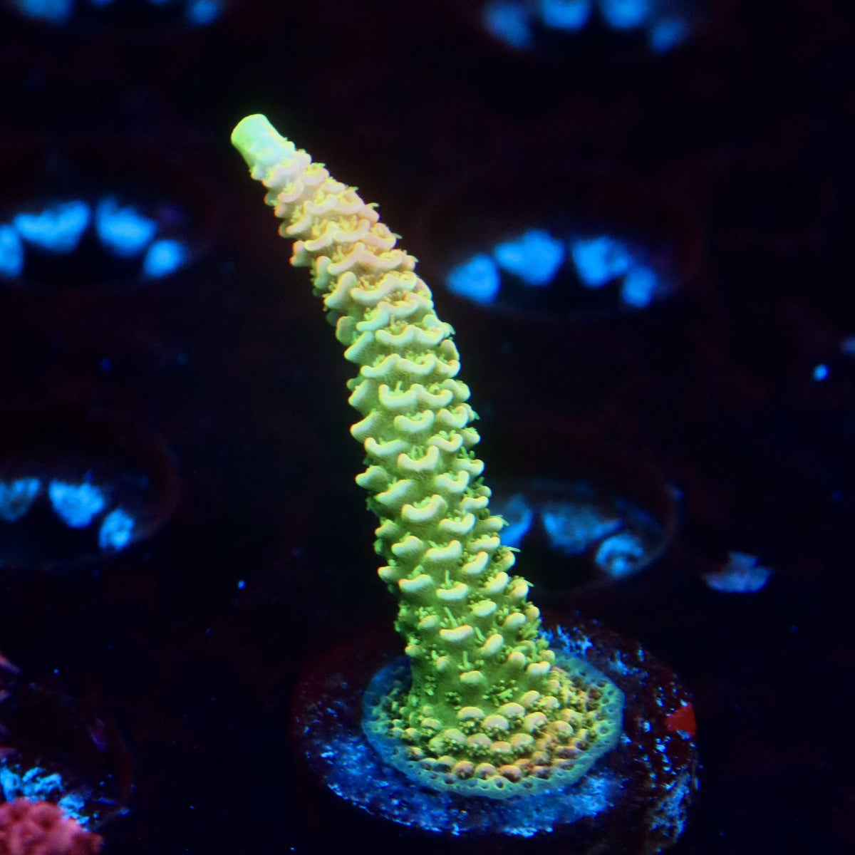 JF Solar Flare Milli