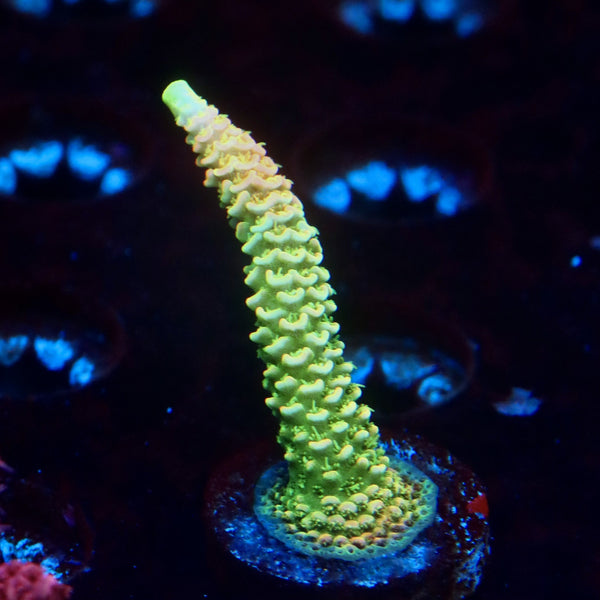 JF Solar Flare Milli