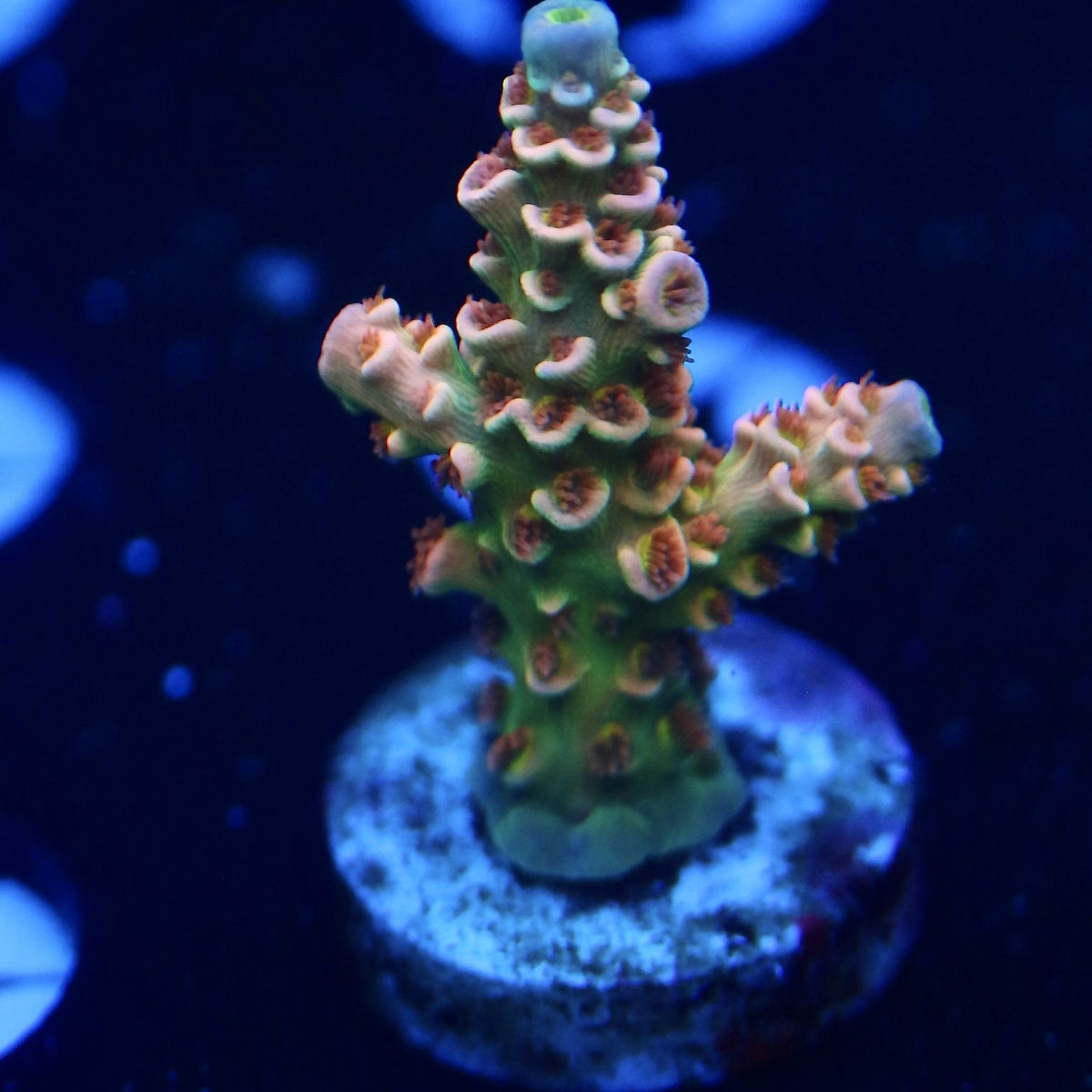RRC Mardi Gras frag