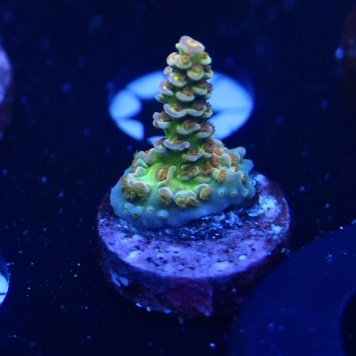 RRC Mardi Gras frag