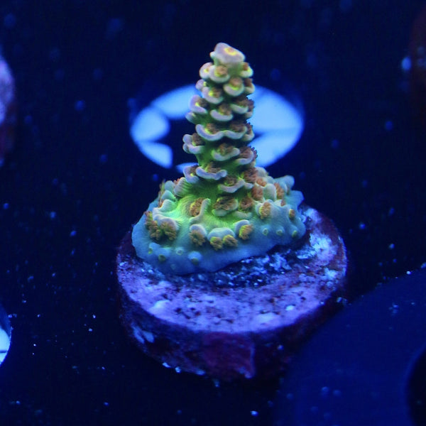 RRC Mardi Gras frag