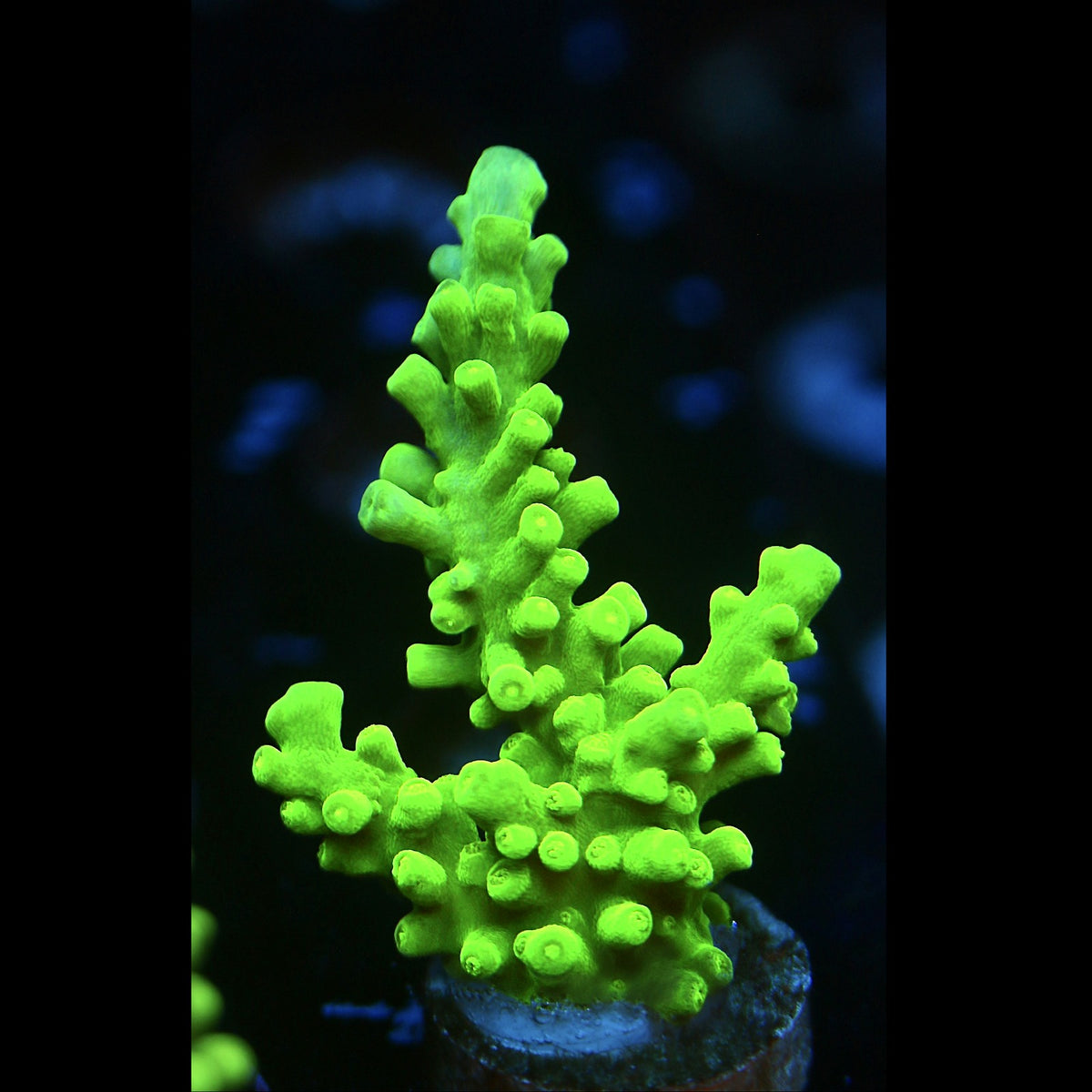 ORA Frogskin Acro