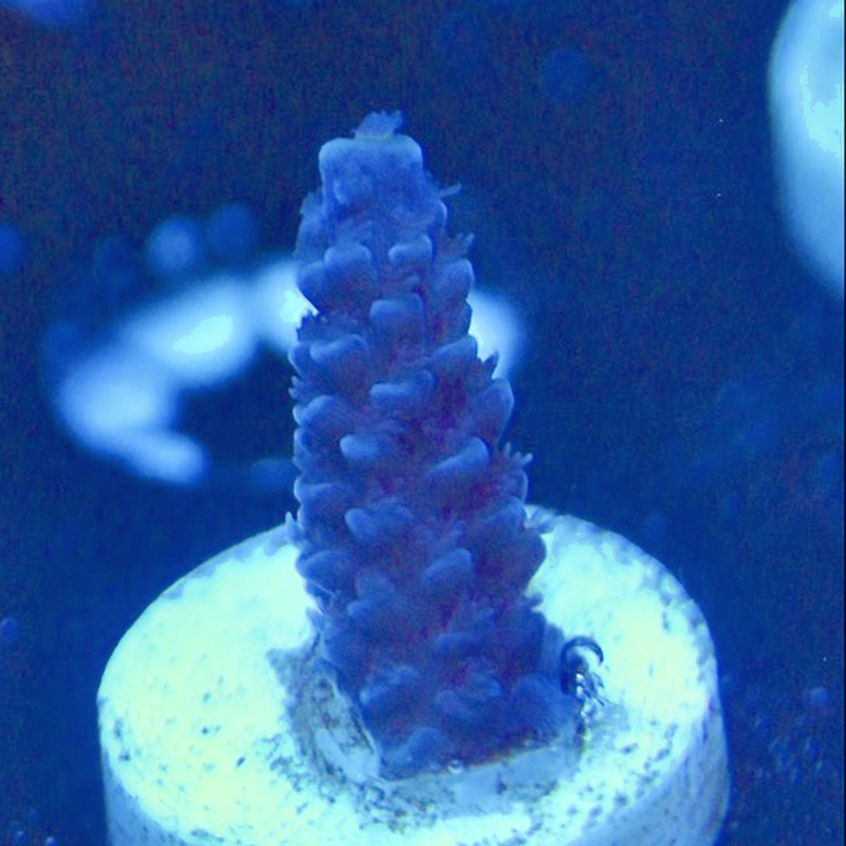 Peng’s HOTO Acro