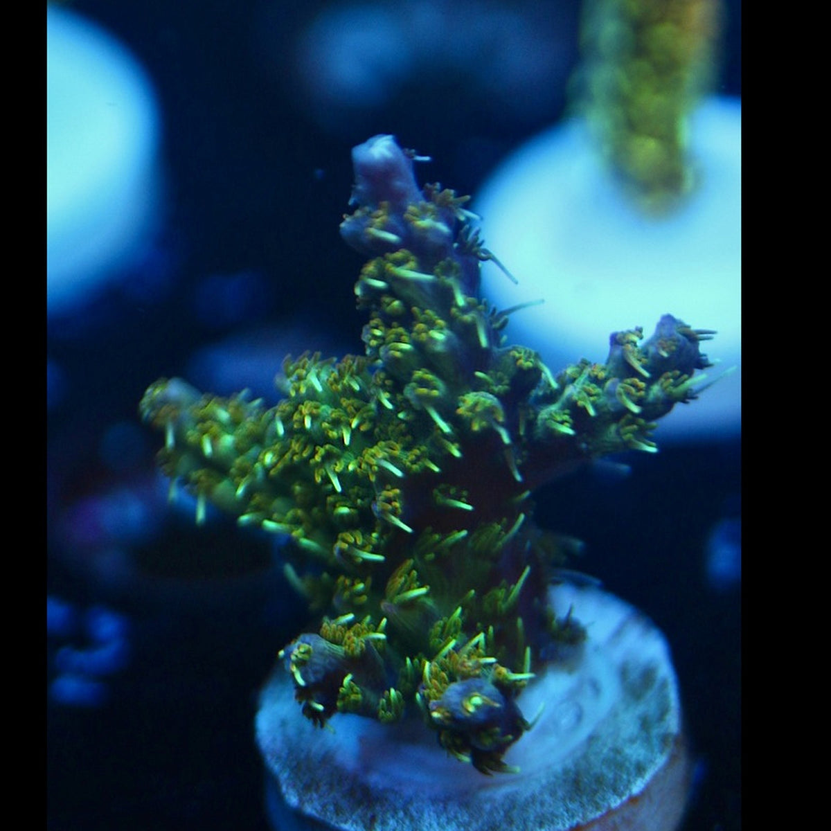 Tyree Pinky the Bear Acro