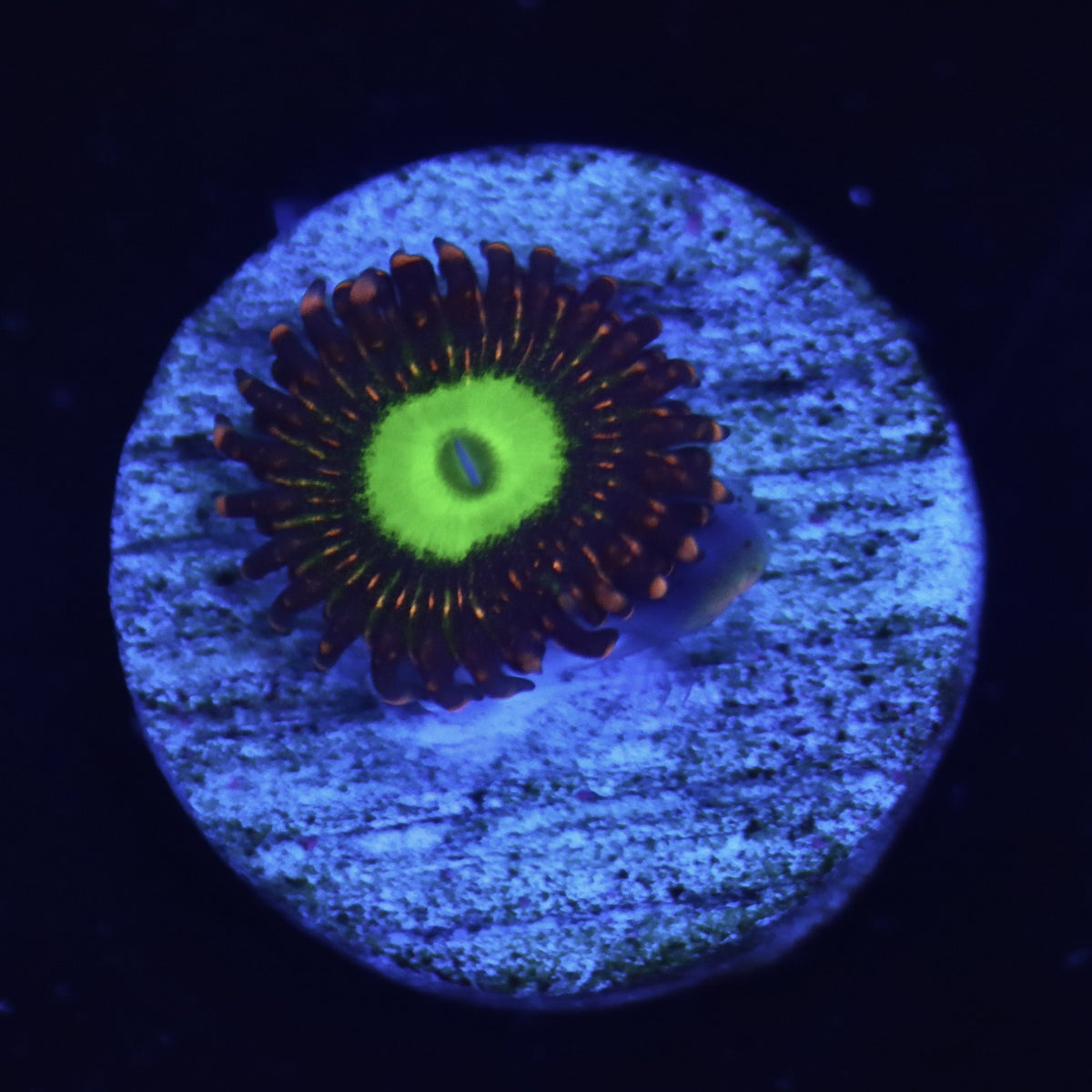 Pink Hippo Zoa Almost WYSIWYG