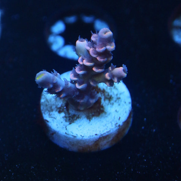 WWC Pink Panther frag