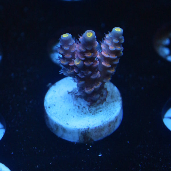 WWC Pink Panther frag