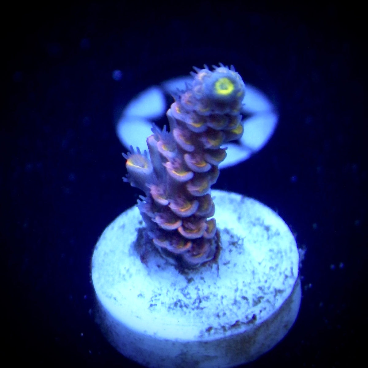 WWC Pink Panther - Small frag