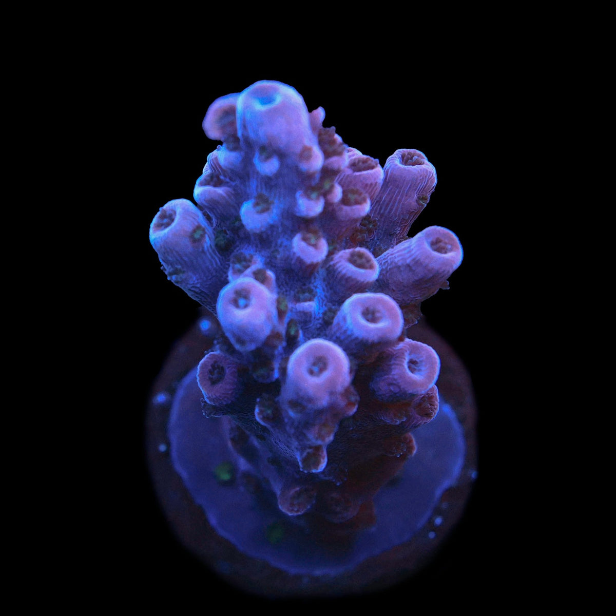 Red Mystery Acro