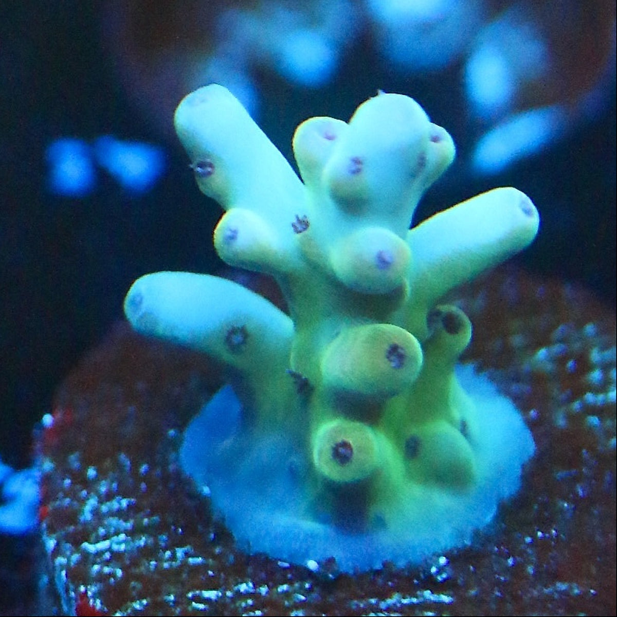 RMF Red Gecko Acro
