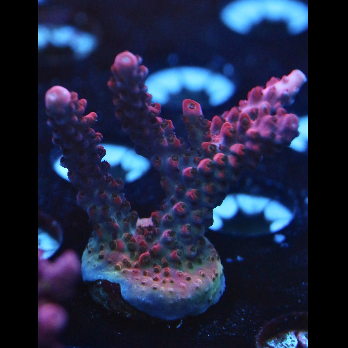RR Red Diablo Acro