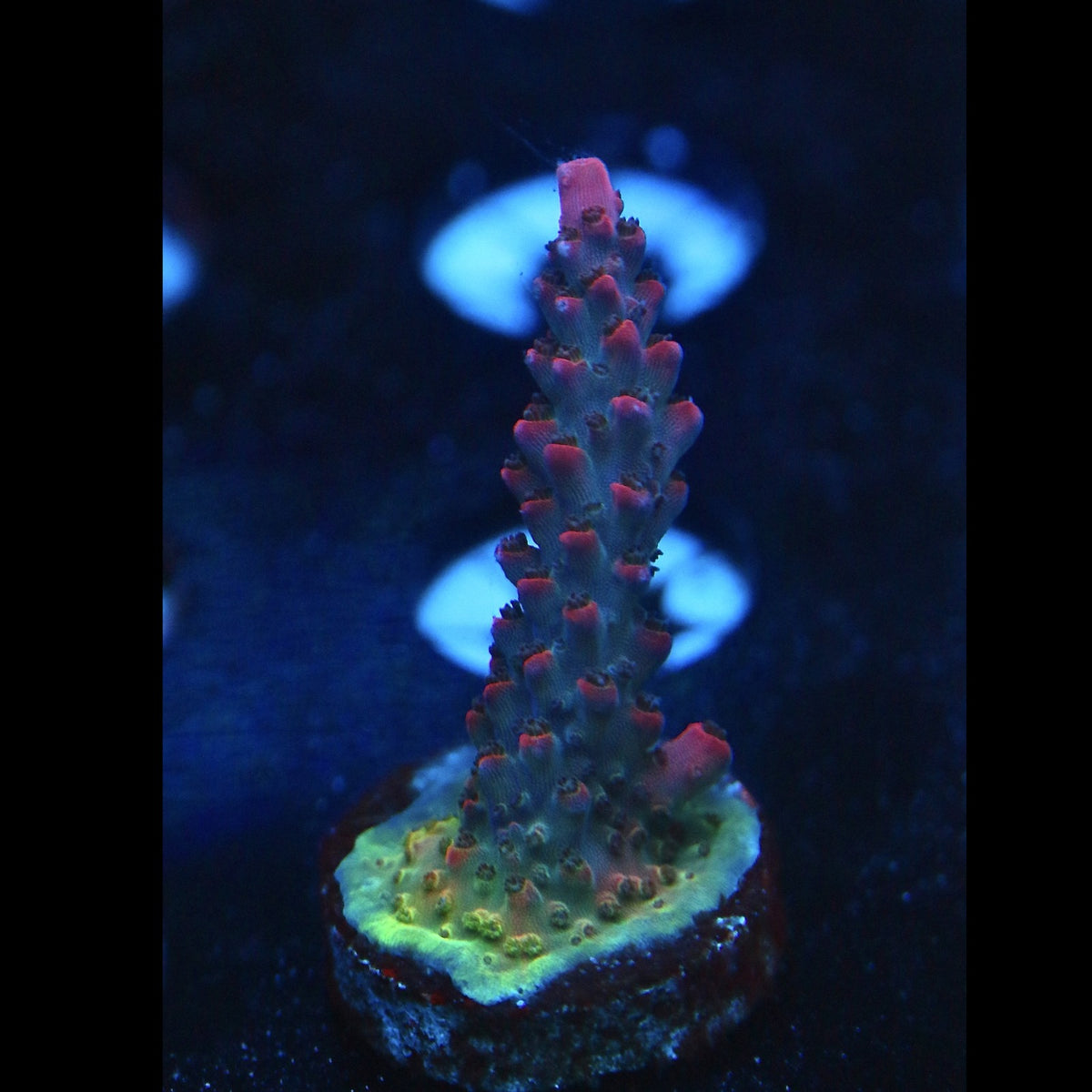 RR Red Diablo Acro