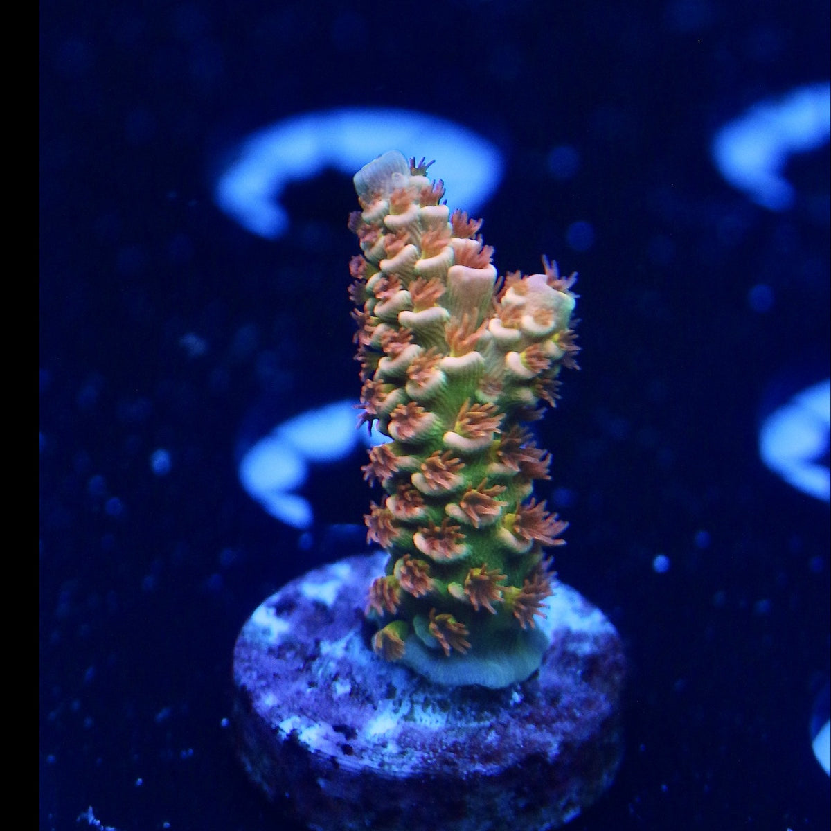 RRC Mardi Gras Acro