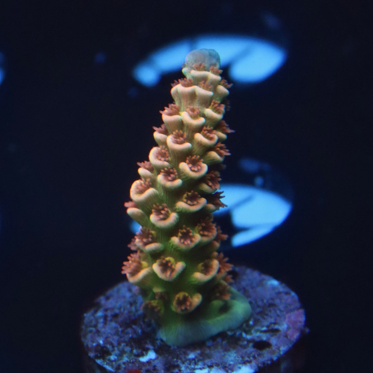RRU Rainbow Blossom Acro WYSIWYG