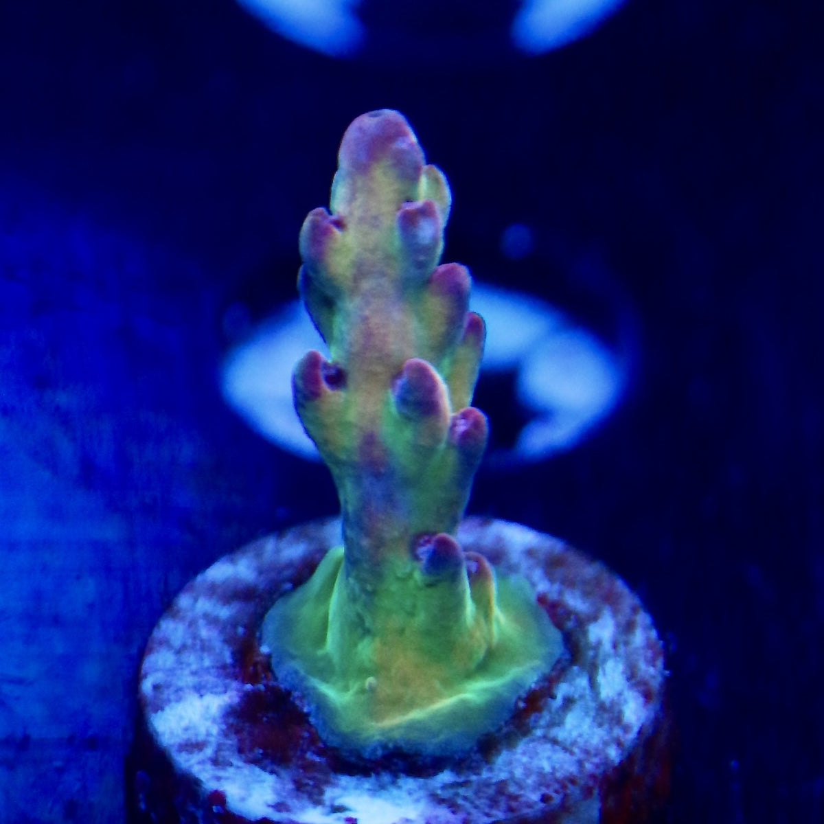 TRC Rainbow Smoothie Acro