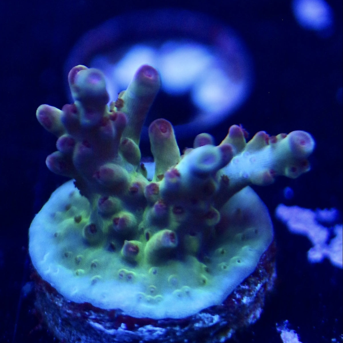 Seth’s Alpine Glow Acro