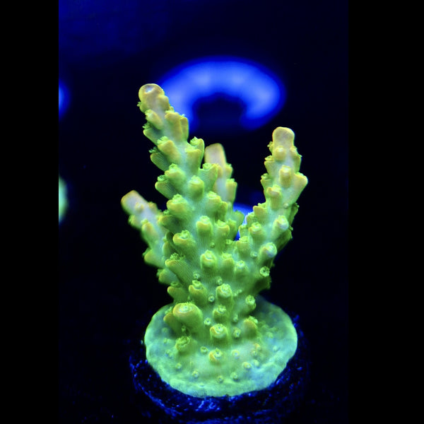 TGC Tropicana Acro