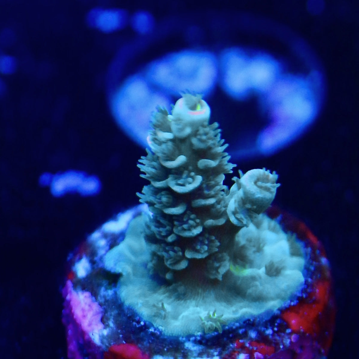 TRC Turquoise Sunrise Acro