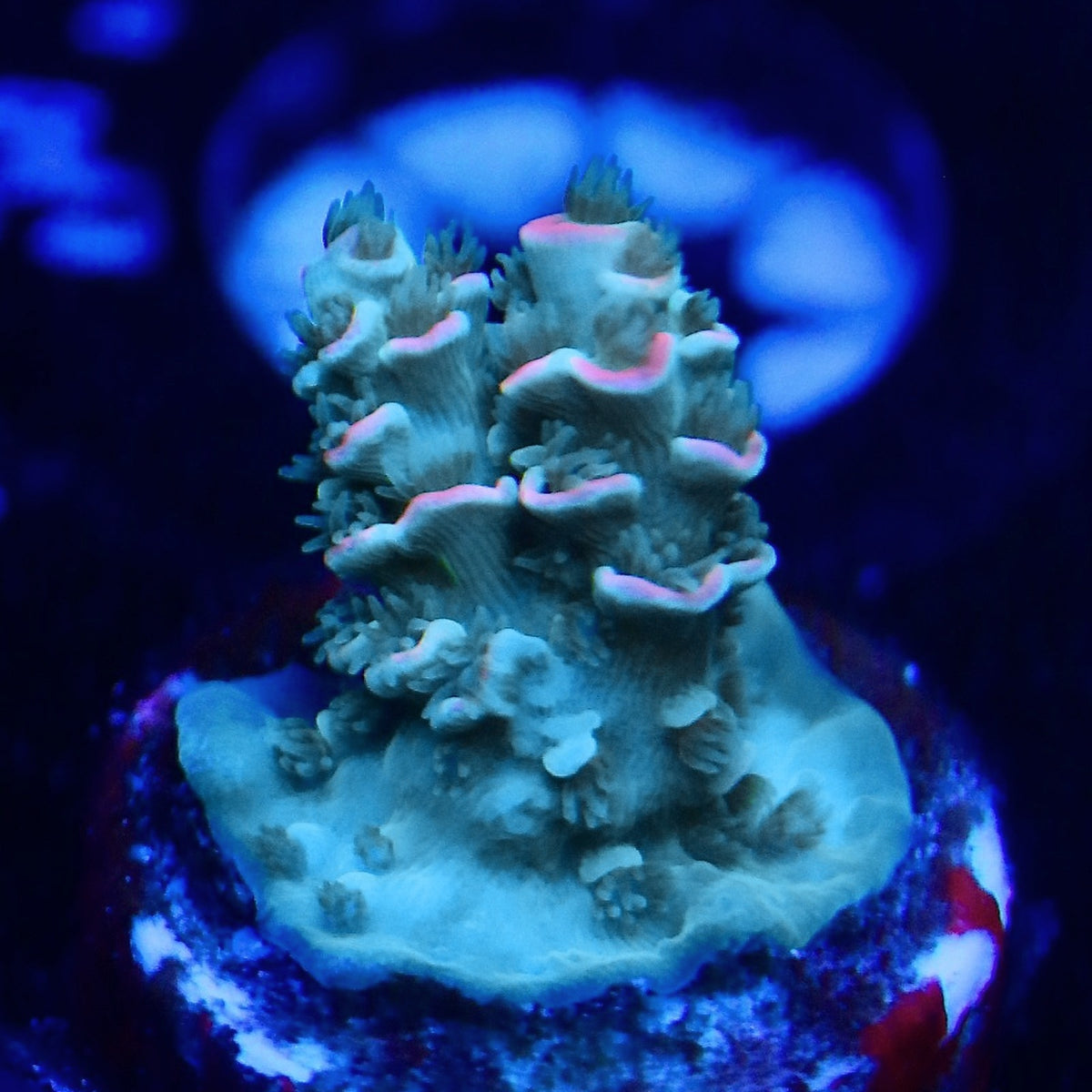 TRC Turquoise Sunrise Acro