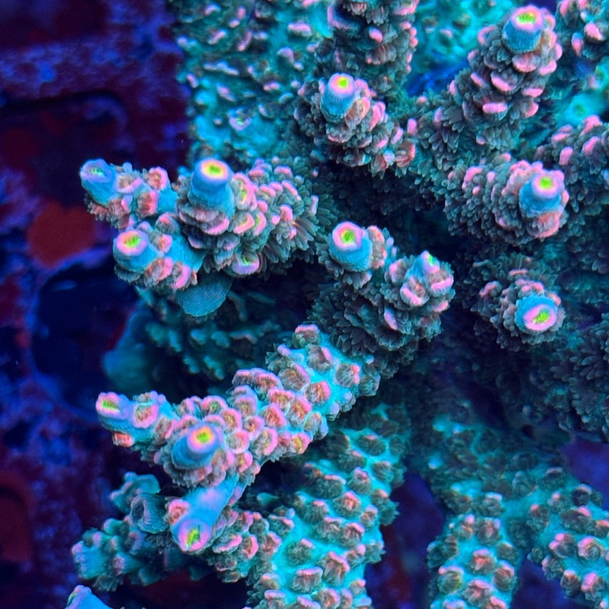 TRC Turquoise Sunrise Acro