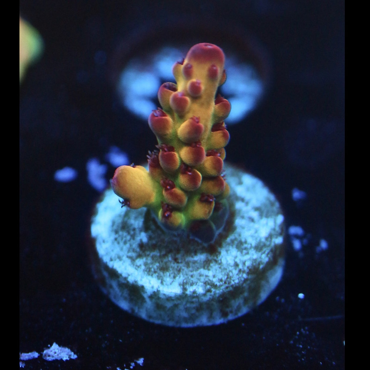 Tusi Rainbow Granulosa Acro