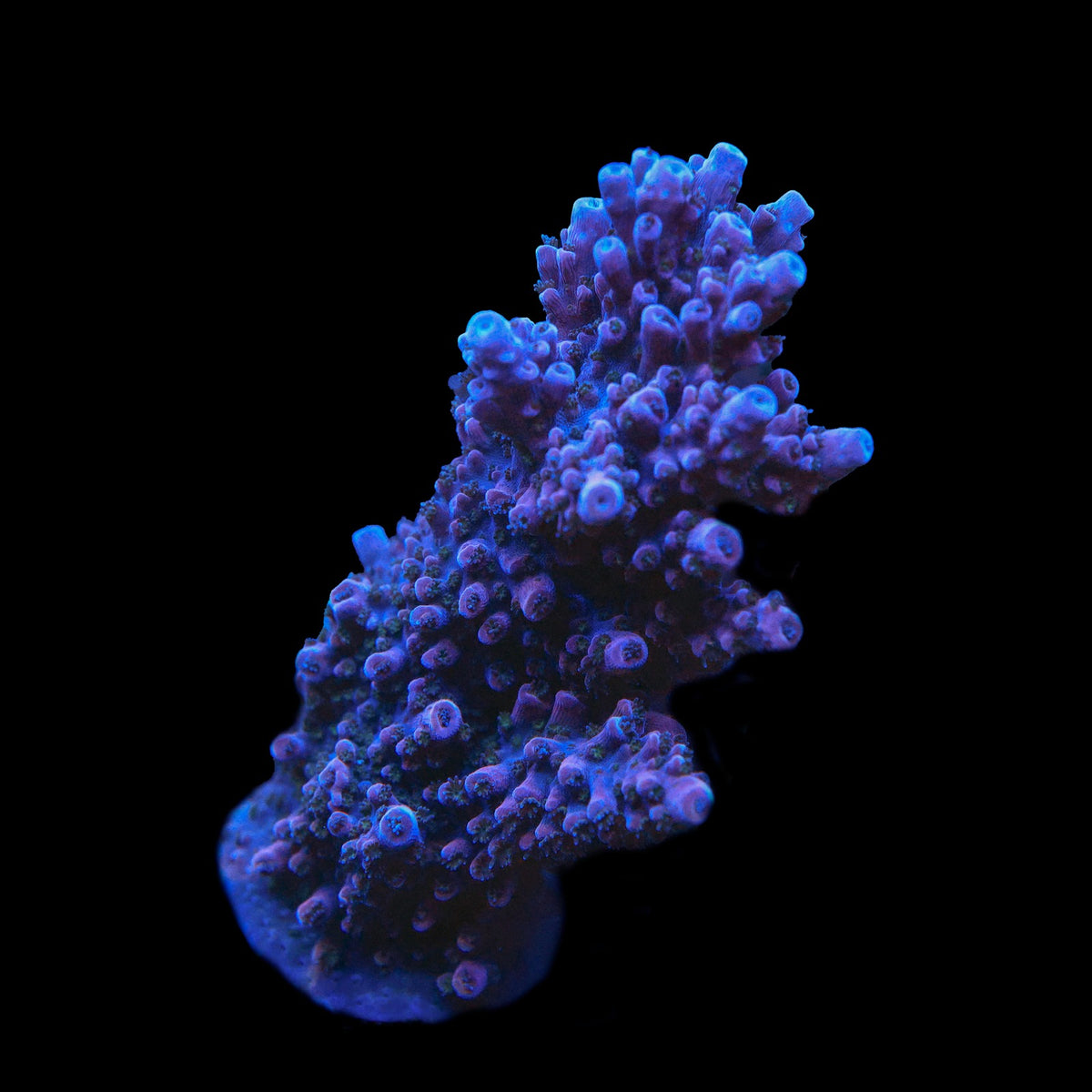 UC Red Slimer Acro