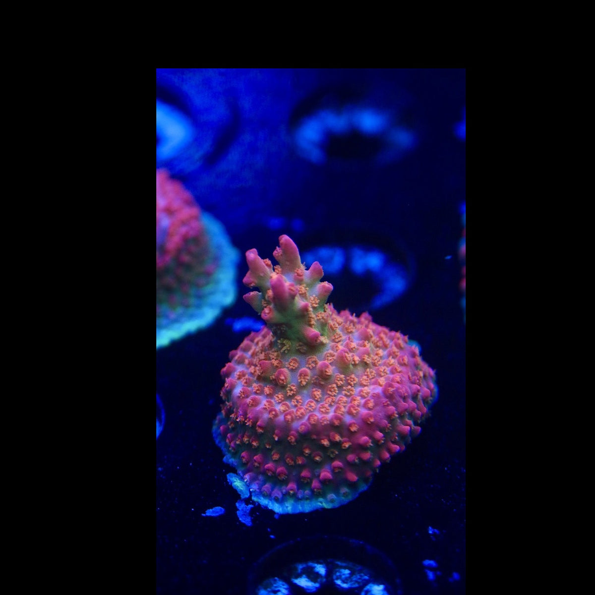 Vivid Confetti Acro