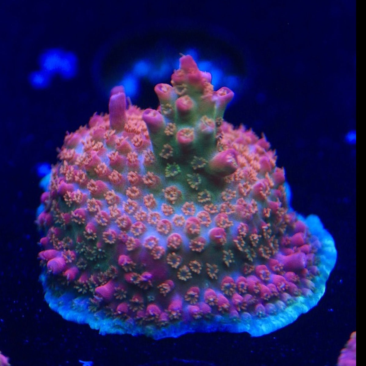 Vivid Confetti Acro WYSIWYG